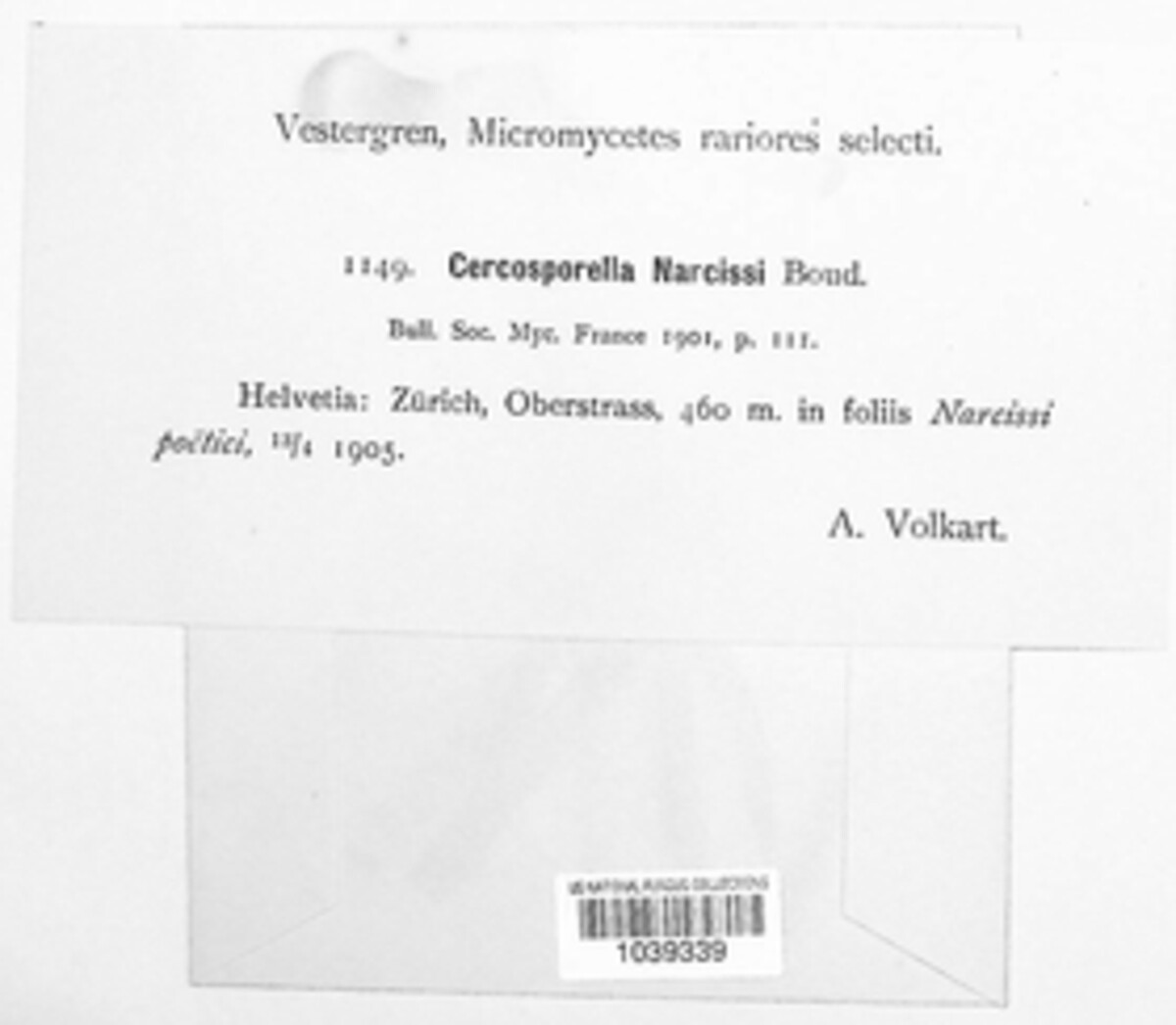Pseudocercosporella narcissi image